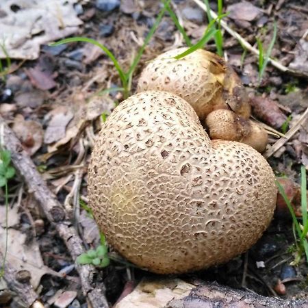 Fewo Well Gladenbach Bagian luar foto